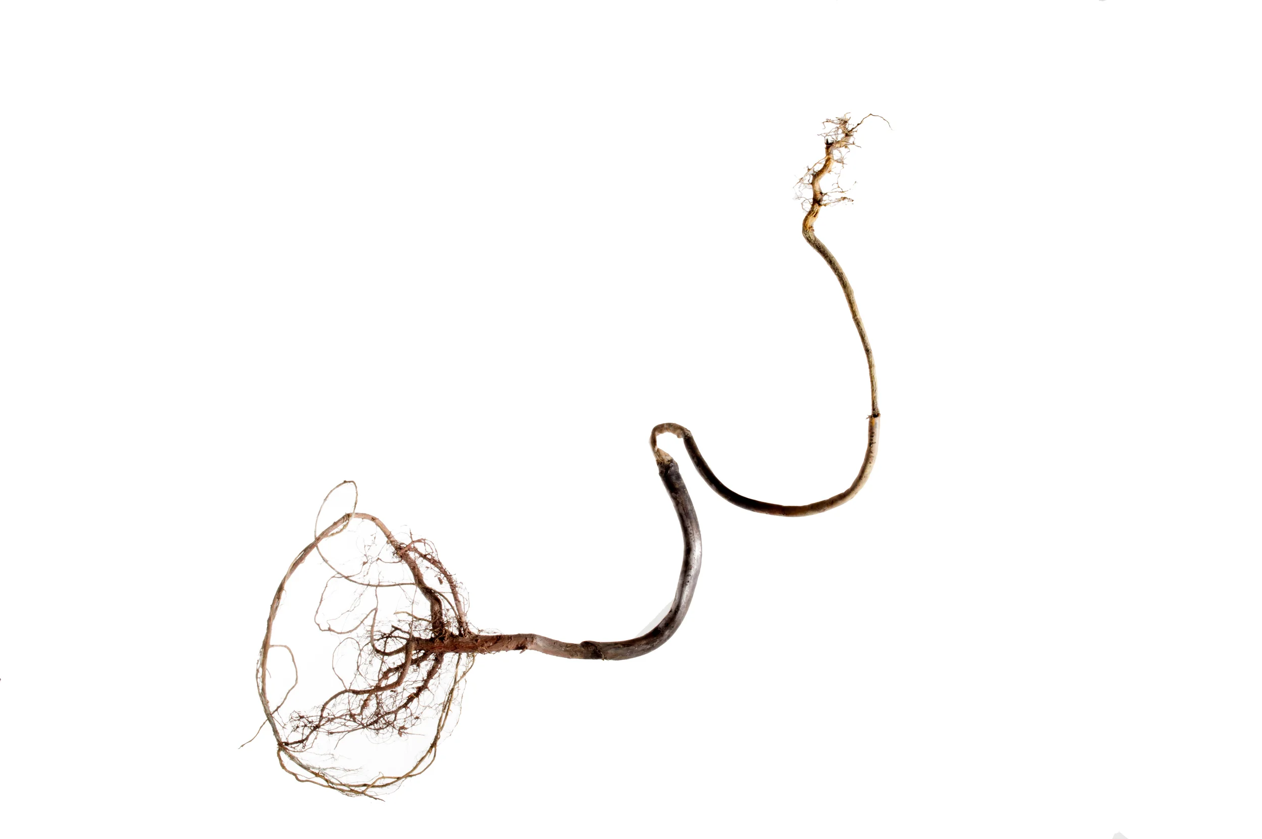 Roots — Helene Brandt
